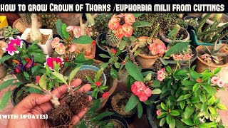 Grow Crown of ThornsEuphorbia Milii From Cuttings Fast N Easy [upl. by Cordy]