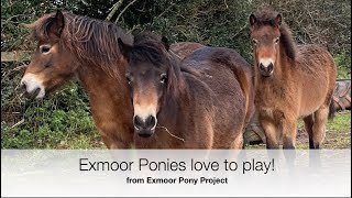 Exmoor Ponies Love to Play [upl. by Von]