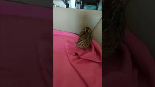 My pet japanese quail  15  coturnix japonica quail petchicken short [upl. by Yesteb293]