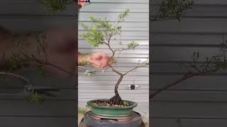 Leptospermum trim timelapse shorts [upl. by Arata753]