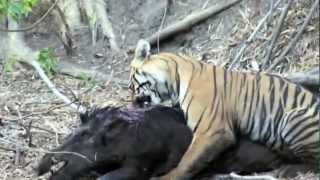 Small SubAdult Tiger hunting Huge Male Wild Boar [upl. by Cozmo707]