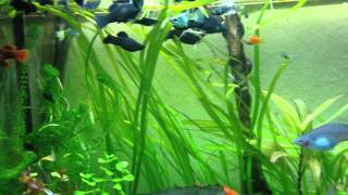 320 Liter Aquarium Mit Guppys Platys Black Mollys Garnelen und Panzerwelsen [upl. by Hillari]