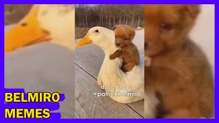 Belmiro Memes Dublagens de animais engraçados  Episódio 93 [upl. by Ddahc223]