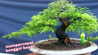 pakai cara ini  benarkah bonggol bonsai asam Jawa cepat besar [upl. by Othelia]