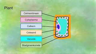 De cellen van de 4 rijken  planten dieren schimmels en bacteriën [upl. by Hgieloj639]