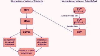 Pharmacology of Cidofovir  Clinical uses Mechanism of action and Side effects [upl. by Coady]