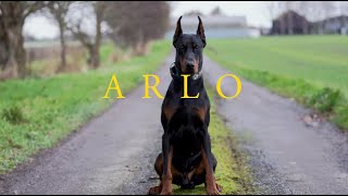 Arlo the Doberman  Family protection Dog [upl. by Alvord]