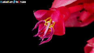 Medinilla Magnifica Flower Rose Grape Bloom TimeLapse  balakayohdyan [upl. by Powder]