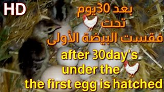 🔴تجربة تحضين دجاجة 🐓على بيض الطاووس Incubate a chicken on peacock eggs [upl. by Snilloc958]