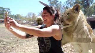 Lion Pride Lands is now open at Taronga Western Plains Zoo Dubbo [upl. by Analart]