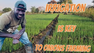 Why irrigation is key to successful onions farming Esd 22 [upl. by Pietje]