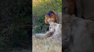 Unexpected Behavior Lionesses Capture Leopard Then Lose Interest [upl. by Leraj]