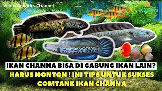 WAJIB TAHU INI TIPS UNTUK COMTANKGABUNG IKAN CHANNA DENGAN IKAN LAINNYA 🐳 INFORMATIF BANGET [upl. by Nosbig]