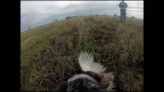 Bird hunt at Clear Creek Hunting Club Cottonwood CA [upl. by Ahsika]