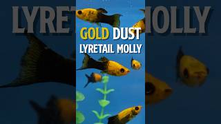 Gold Dust Lyretail Molly  Easy Livebearer [upl. by Tterrab]