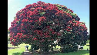 New Zealand Christmas Tree  POHUTUKAWA [upl. by Myrna]