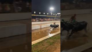 Kambala❤️tulunadu kambala mangalore viral viratkohli tradition shorts shilpa [upl. by Skees]