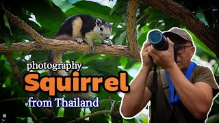 Woodleigh Park Finlaysons Squirrel Paradise in Singapore  Sabahan Bird Watcher [upl. by Ailin]