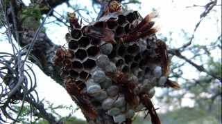 Avispa Colorada Polistes cavapyta y su avispero con larvas [upl. by Affra]