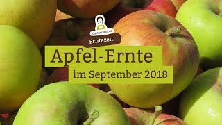 Äpfel richtig ernten und lagern [upl. by Atinauj]