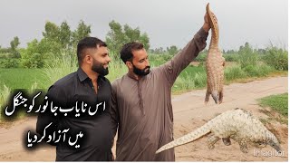 Is Nayab Janwar ko Azad kar diya  Releasing Pangolin in Wild  نایاب جانور کو آزاد کیا [upl. by Alberta]