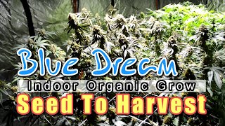 GROWING BLUE DREAM seed to harvest documentary [upl. by Goody249]