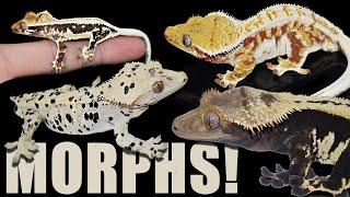 Crested Gecko Morphs Explained [upl. by Aihsei]