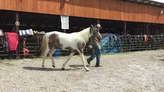 Sold 53The Dixieland Delight registered 2 yr old 15HH spotted mare 1650 [upl. by Kakalina]