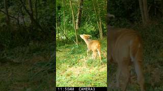 The Muntjac  Trail Camera Wildlife  Garden Watch Burton Joyce [upl. by Otrebor]