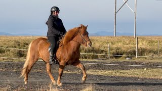 FOR SALE  Freyja  riesengroße super brave Sofakissentölterin  Islandpferd kaufen [upl. by Esekram]