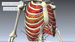 Muscles of the Thoracic Wall  3D Anatomy Tutorial [upl. by Ahsiyk11]