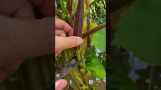 Panen okra merah satisfying shorts shortsvideo [upl. by Navets]