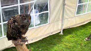 The owls at Oswestry balloon festival [upl. by Christianity]