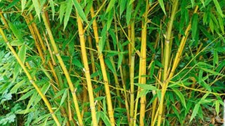 How to take care of golden bamboo plant [upl. by Palila]