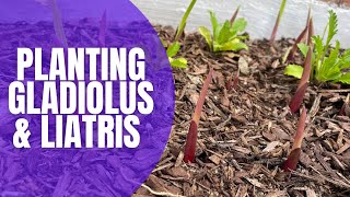 Growing Liatris  How to Grow [upl. by Guttery]