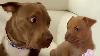 Who is this  FUNNIEST videos with Pitbull dogs 🐶 [upl. by Ida]