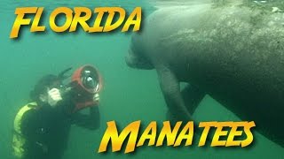 Florida Manatees  JONATHAN BIRDS BLUE WORLD [upl. by Atinid]