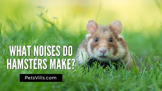 What Noises Do Hamsters Make [upl. by Anul]