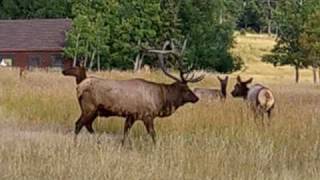 Huge Monster Elk Evergreen Colorado Rut Mating Season [upl. by Aiz]