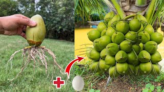 How to propagate coconut with banana to get many fruits in a short timeHow to grow a coconut tree [upl. by Wenn113]