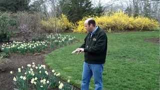 How to Naturalize with Daffodils  Planting Daffodils [upl. by Itsuj]