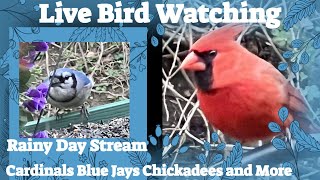 Relaxing Bird Watching Stream Cardinals Blue Jays and More 21024 [upl. by Dnalevelc]