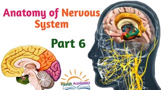 Anatomy of Nervous System CerebellumVentricles of Brain Helpful Video with Amharic Speech Part 6 [upl. by Tobit393]