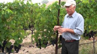 What Can You Use in Organic Grape Growing [upl. by Ocsirf784]