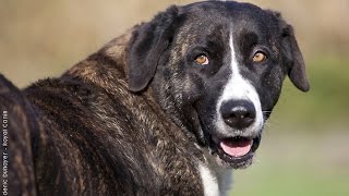 Mastin del Al entejo  Rafeiro do Alentejo  Raza de Perro  Dog Breed [upl. by Lyrac925]