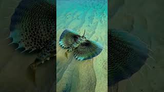 Flying Gurnard Fish 🐟 😨😱 shorts shortfeed facts viral [upl. by Halona860]