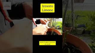 Come innestare il limone [upl. by Ainna]