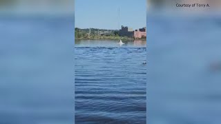 Whale spotted in Sheepscot River in Wiscasset [upl. by Mercie]