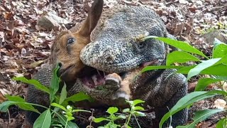 This is the first time Ive seen a Komodo dragon hunting that fast😱 [upl. by Scuram]