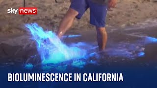 California Bioluminescent waves form as sea plankton appearances become more regular [upl. by Merari70]